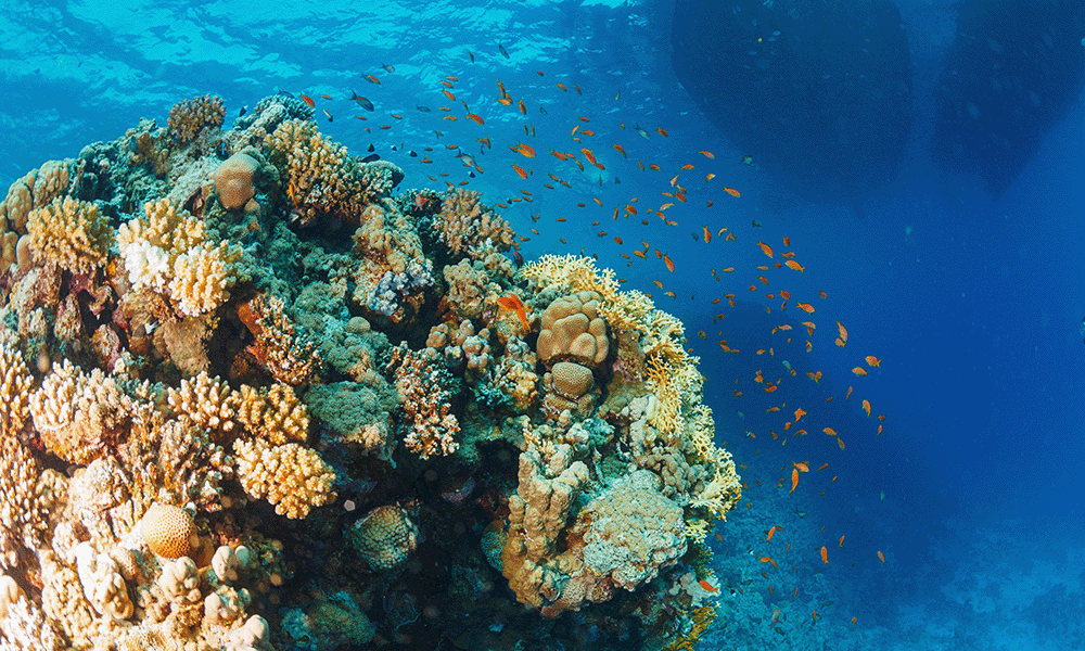 Ägypten Rotes Meer Korallen
