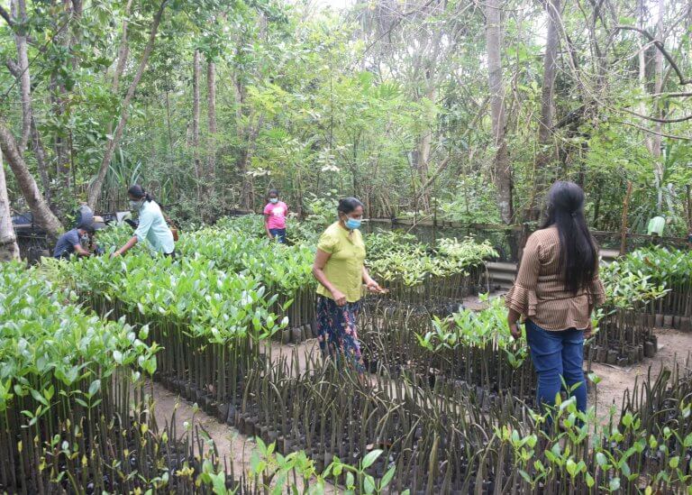 Mangrovenprojekt Sri Lanka